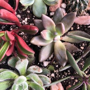 Meet your Posher, Ellie